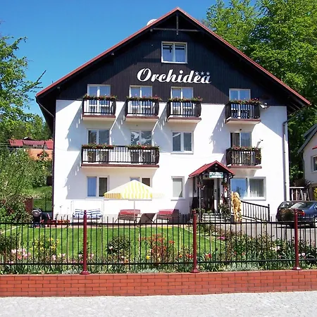 Orchidea